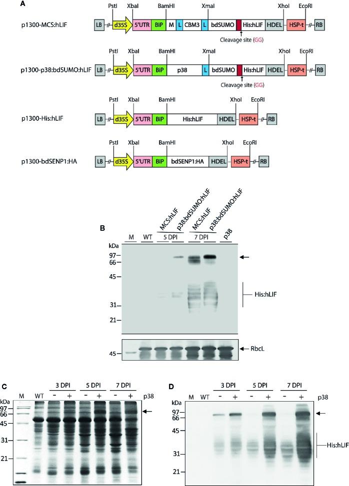 https://cdn.ncbi.nlm.nih.gov/pmc/blobs/781d/7160244/1637f5638eeb/fpls-11-00440-g002.jpg