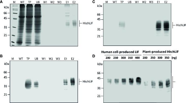 https://cdn.ncbi.nlm.nih.gov/pmc/blobs/781d/7160244/400684fcc2d5/fpls-11-00440-g004.jpg