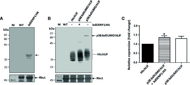 https://cdn.ncbi.nlm.nih.gov/pmc/blobs/781d/7160244/458395593ca8/fpls-11-00440-g003.jpg