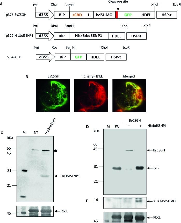 https://cdn.ncbi.nlm.nih.gov/pmc/blobs/781d/7160244/c4c1791a1276/fpls-11-00440-g001.jpg