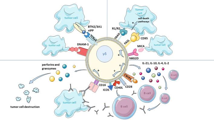 https://cdn.ncbi.nlm.nih.gov/pmc/blobs/781f/12018481/521b3ba270e7/fimmu-16-1543454-g003.jpg