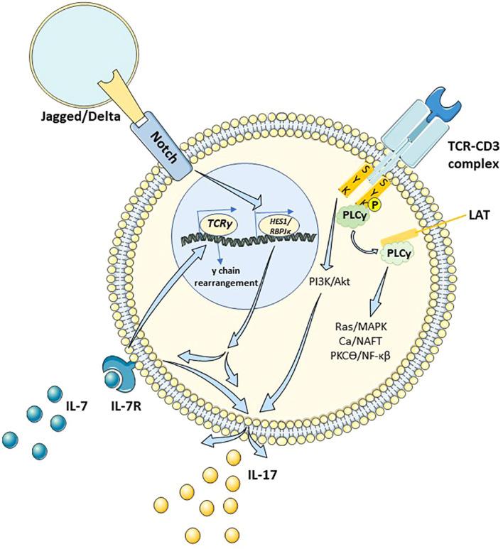 https://cdn.ncbi.nlm.nih.gov/pmc/blobs/781f/12018481/9a15341516e3/fimmu-16-1543454-g001.jpg