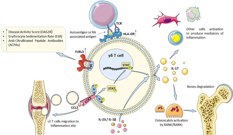 https://cdn.ncbi.nlm.nih.gov/pmc/blobs/781f/12018481/e2add1051314/fimmu-16-1543454-g002.jpg
