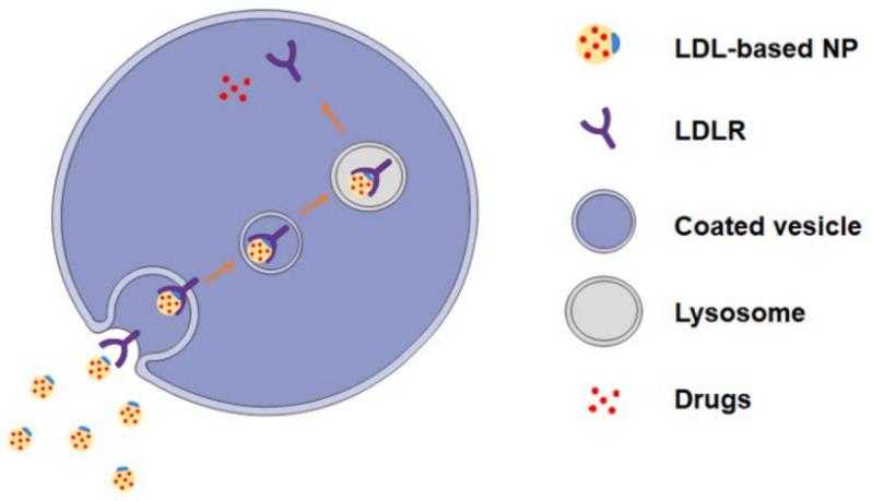 https://cdn.ncbi.nlm.nih.gov/pmc/blobs/7823/9863478/5c830982c079/pharmaceuticals-16-00018-g002.jpg