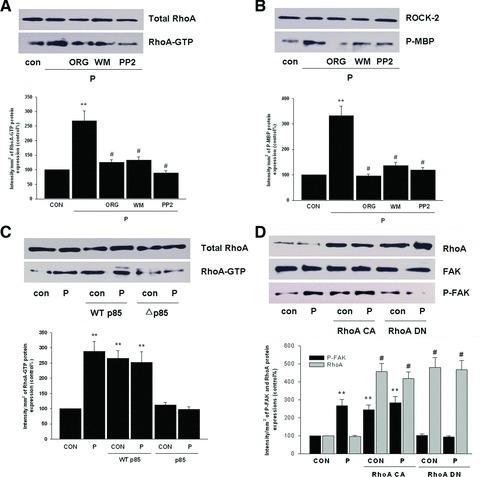 https://cdn.ncbi.nlm.nih.gov/pmc/blobs/7827/3823293/0709f8d1a664/jcmm0016-0296-f3.jpg