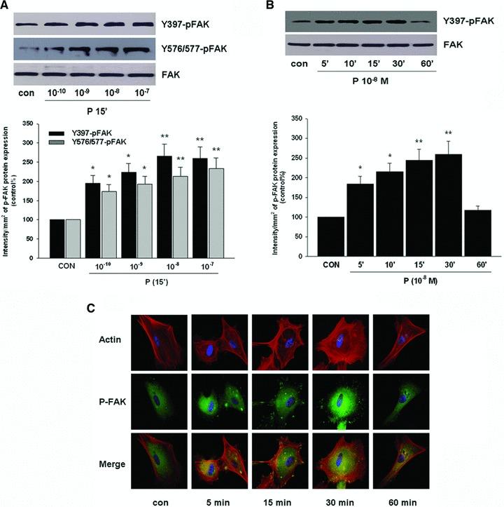https://cdn.ncbi.nlm.nih.gov/pmc/blobs/7827/3823293/16163c5a1ea1/jcmm0016-0296-f1.jpg