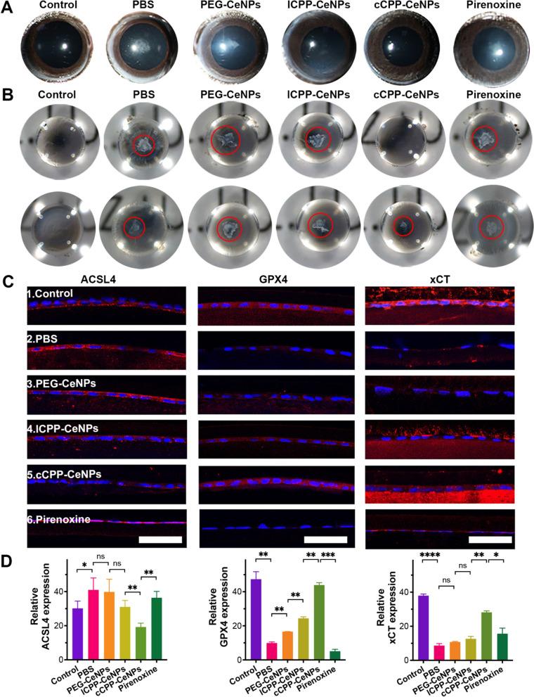 https://cdn.ncbi.nlm.nih.gov/pmc/blobs/782d/12060572/a9356f9fc886/12951_2025_3402_Fig7_HTML.jpg