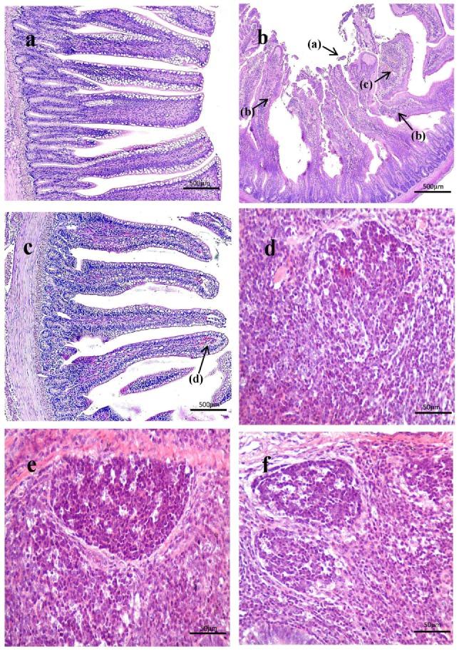 https://cdn.ncbi.nlm.nih.gov/pmc/blobs/782d/5701917/6c6231aa19a9/fimmu-08-01592-g003.jpg