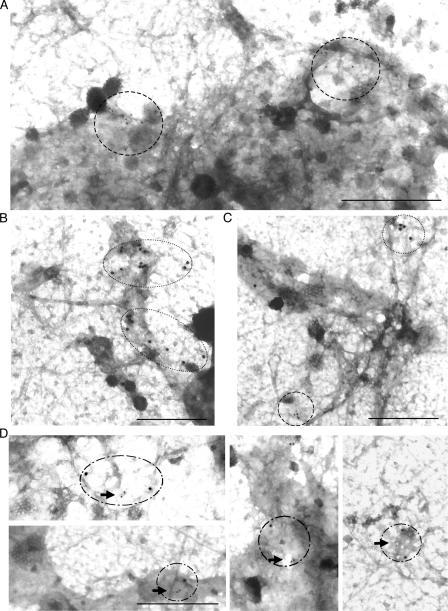 https://cdn.ncbi.nlm.nih.gov/pmc/blobs/782e/2063894/084a9525b839/jcb1730795f04.jpg