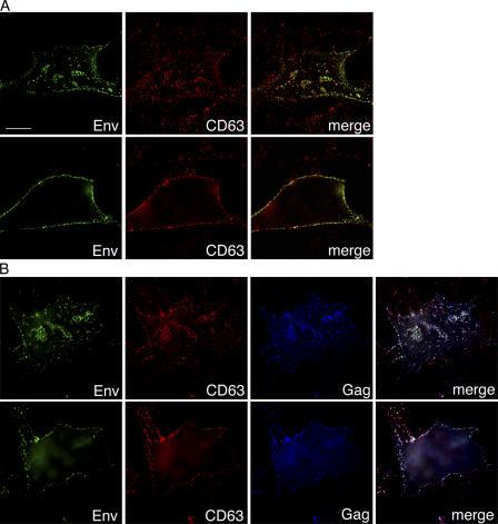 https://cdn.ncbi.nlm.nih.gov/pmc/blobs/782e/2063894/671ba7713245/jcb1730795f06.jpg