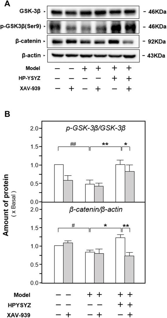 https://cdn.ncbi.nlm.nih.gov/pmc/blobs/7830/9240707/100bd8e2572c/fphar-13-867477-g008.jpg