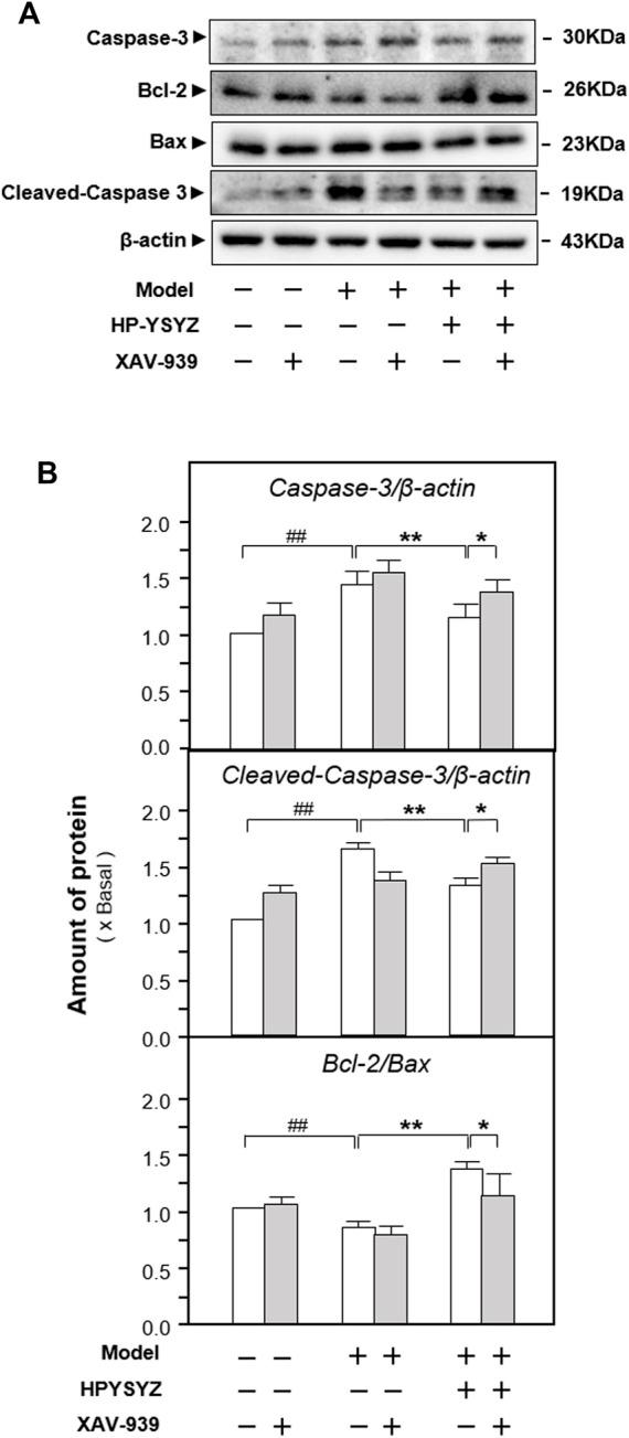 https://cdn.ncbi.nlm.nih.gov/pmc/blobs/7830/9240707/39751ce8d810/fphar-13-867477-g007.jpg