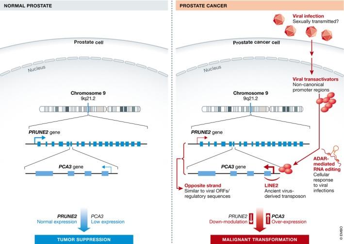 https://cdn.ncbi.nlm.nih.gov/pmc/blobs/7831/5623838/969b5b086e68/EMMM-9-1327-g001.jpg