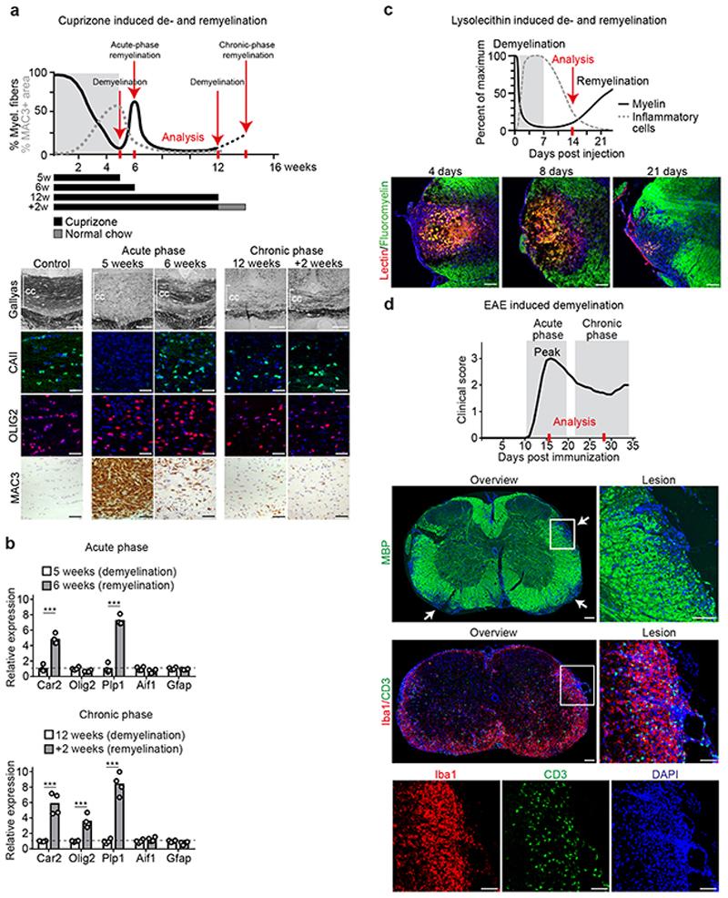 https://cdn.ncbi.nlm.nih.gov/pmc/blobs/7831/7116742/2041f8f78b30/EMS114908-f008.jpg