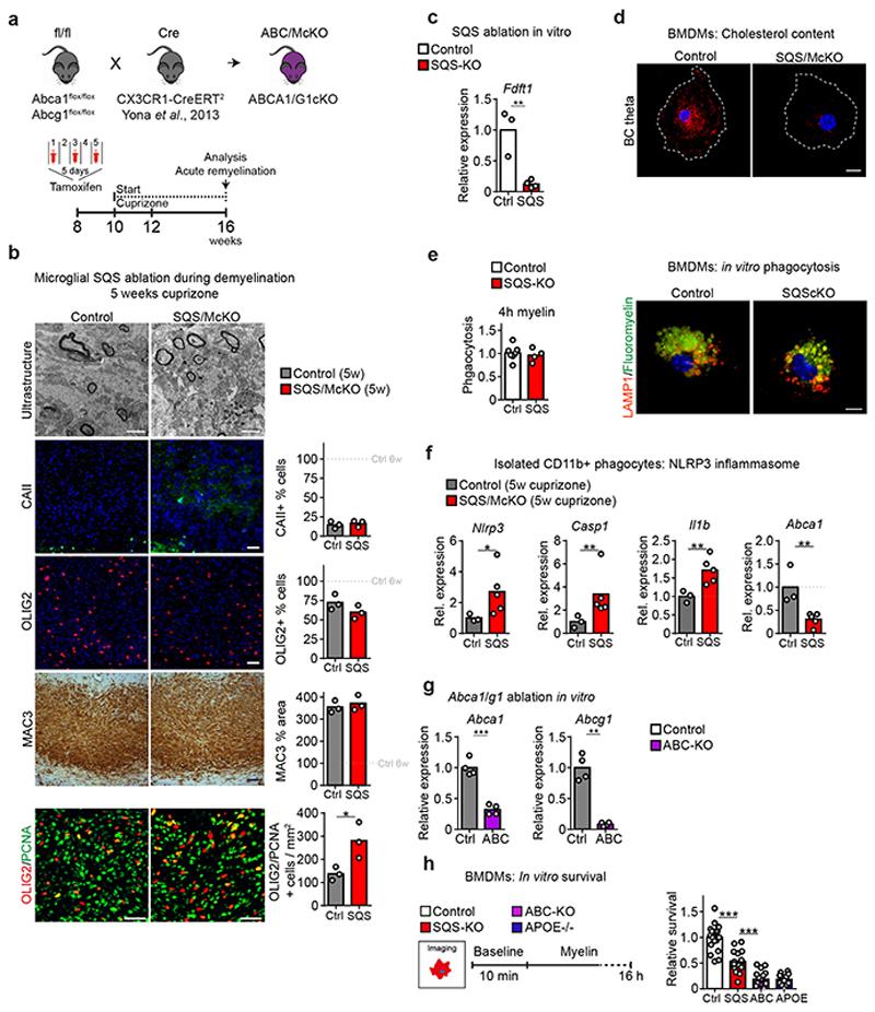 https://cdn.ncbi.nlm.nih.gov/pmc/blobs/7831/7116742/d65ffe925856/EMS114908-f011.jpg