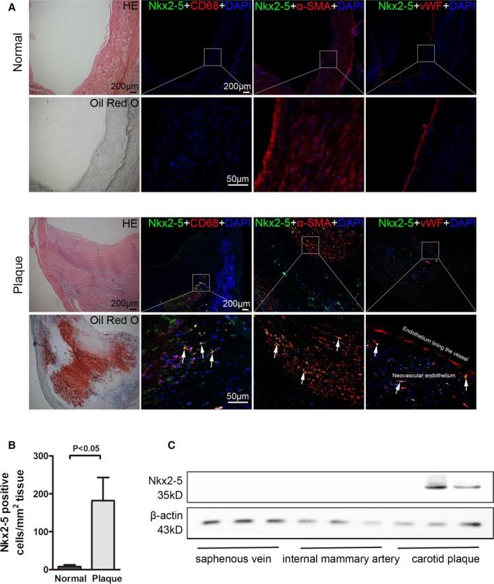 https://cdn.ncbi.nlm.nih.gov/pmc/blobs/7834/5210424/3dc4b104f875/JAH3-5-e004440-g001.jpg