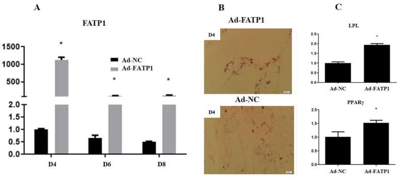 https://cdn.ncbi.nlm.nih.gov/pmc/blobs/7834/8532991/a1382bbec6b1/animals-11-02789-g002.jpg