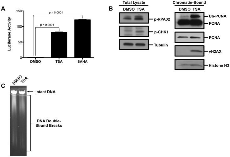 https://cdn.ncbi.nlm.nih.gov/pmc/blobs/7838/3900704/dee55cf64f49/pone.0087203.g001.jpg