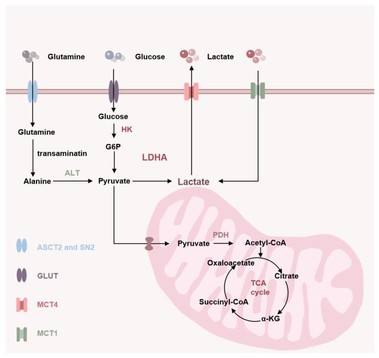 https://cdn.ncbi.nlm.nih.gov/pmc/blobs/783d/11643809/81efb222e97a/molecules-29-05656-g001.jpg