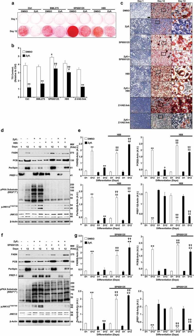 https://cdn.ncbi.nlm.nih.gov/pmc/blobs/783d/7469463/447a65c69988/KADI_A_1803642_F0007_OC.jpg