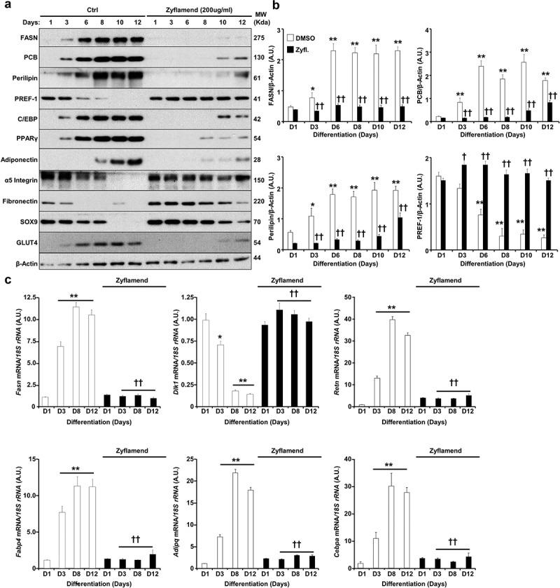 https://cdn.ncbi.nlm.nih.gov/pmc/blobs/783d/7469463/be866efd3773/KADI_A_1803642_F0004_B.jpg