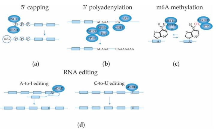 https://cdn.ncbi.nlm.nih.gov/pmc/blobs/783f/8150589/dee6af500cba/ijms-22-05110-g005.jpg
