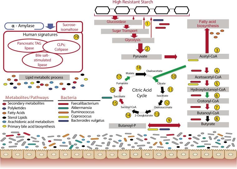 https://cdn.ncbi.nlm.nih.gov/pmc/blobs/7841/5646248/079e15b97778/mbo0011735300005.jpg