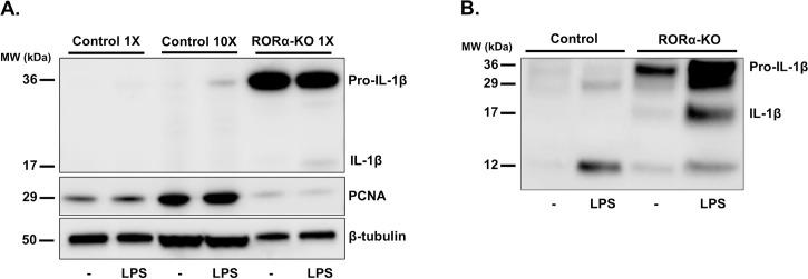 https://cdn.ncbi.nlm.nih.gov/pmc/blobs/7841/6261595/6c6b3a280fbe/pone.0207374.g003.jpg