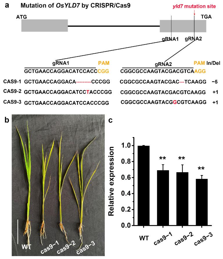 https://cdn.ncbi.nlm.nih.gov/pmc/blobs/7843/11507589/776f2b6f5dd3/genes-15-01267-g005.jpg