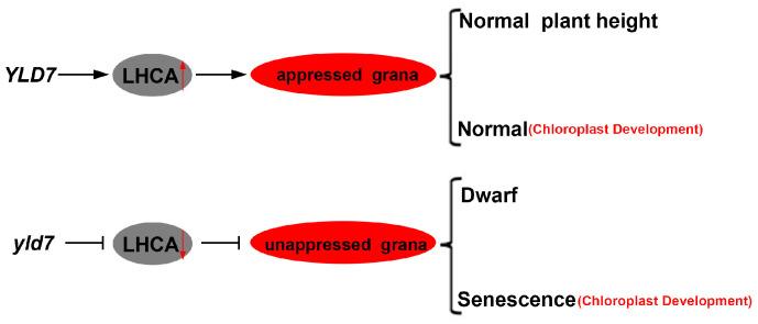 https://cdn.ncbi.nlm.nih.gov/pmc/blobs/7843/11507589/8989e4ce6057/genes-15-01267-g011.jpg