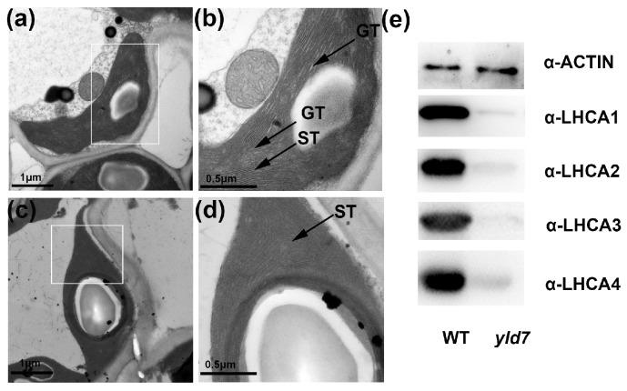 https://cdn.ncbi.nlm.nih.gov/pmc/blobs/7843/11507589/a5e0b329bf33/genes-15-01267-g008.jpg