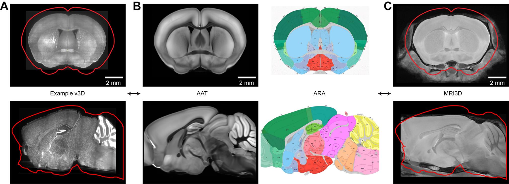 https://cdn.ncbi.nlm.nih.gov/pmc/blobs/7844/8597948/8481638c6d02/ENEURO.0241-21.2021_f004.jpg