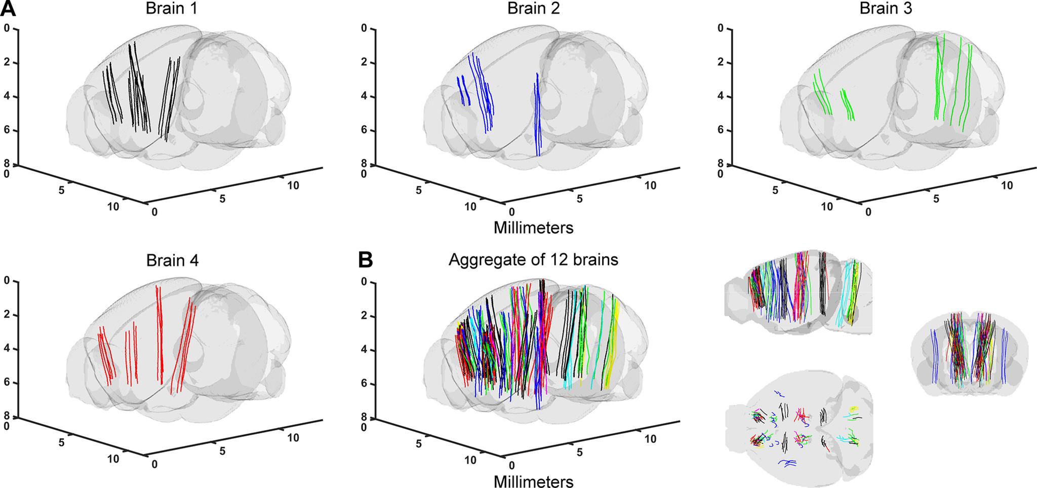 https://cdn.ncbi.nlm.nih.gov/pmc/blobs/7844/8597948/87c192a261ea/ENEURO.0241-21.2021_f006.jpg