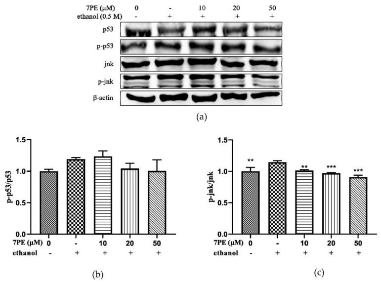 https://cdn.ncbi.nlm.nih.gov/pmc/blobs/7845/8002839/df34fe4c81ba/marinedrugs-19-00158-g007.jpg