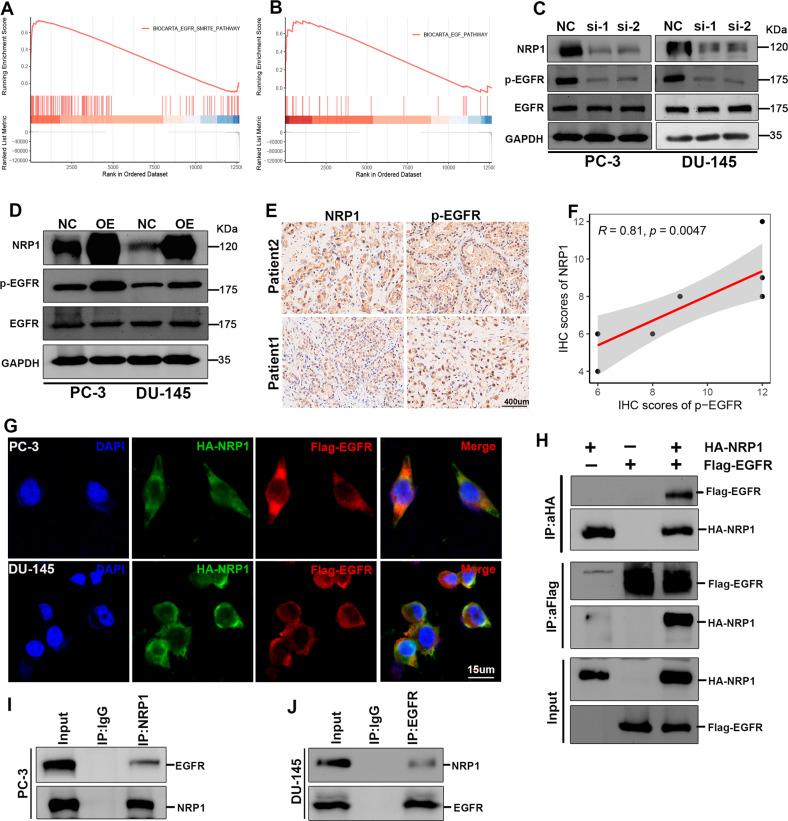 https://cdn.ncbi.nlm.nih.gov/pmc/blobs/7847/9968353/0bc883e3b8f1/41419_2023_5696_Fig5_HTML.jpg
