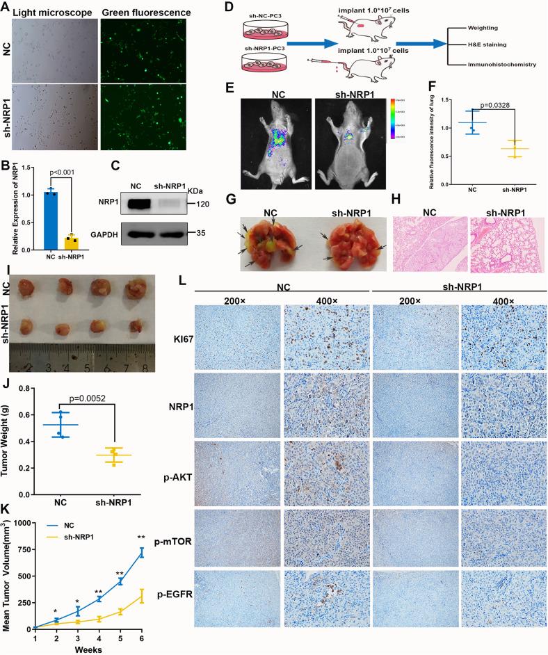 https://cdn.ncbi.nlm.nih.gov/pmc/blobs/7847/9968353/e5a4b7262b29/41419_2023_5696_Fig4_HTML.jpg