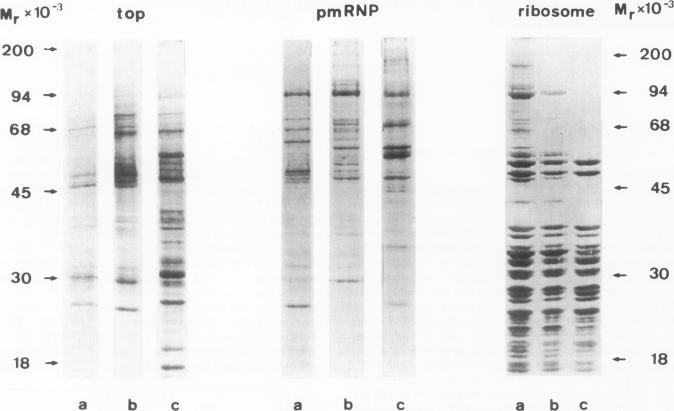 https://cdn.ncbi.nlm.nih.gov/pmc/blobs/7848/1167162/30badc8cc8d4/emboj00173-0216-a.jpg