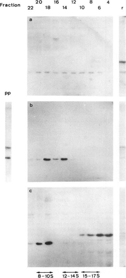 https://cdn.ncbi.nlm.nih.gov/pmc/blobs/7848/1167162/48dd81028834/emboj00173-0217-c.jpg