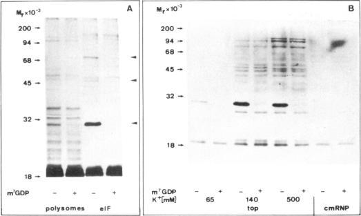 https://cdn.ncbi.nlm.nih.gov/pmc/blobs/7848/1167162/8d7b2c8653b4/emboj00173-0217-a.jpg