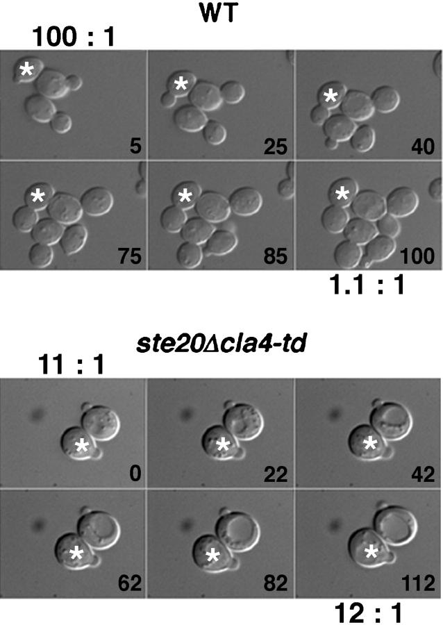 https://cdn.ncbi.nlm.nih.gov/pmc/blobs/784a/2156167/20b3f2220796/JCB9906012.f5.jpg