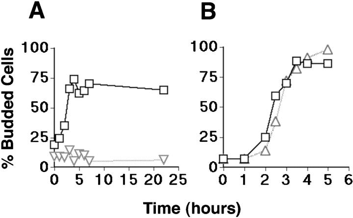 https://cdn.ncbi.nlm.nih.gov/pmc/blobs/784a/2156167/b2910db2f142/JCB9906012.f2.jpg