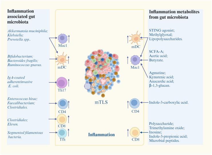 https://cdn.ncbi.nlm.nih.gov/pmc/blobs/784b/11925796/7c94e43caf00/fimmu-15-1518779-g003.jpg