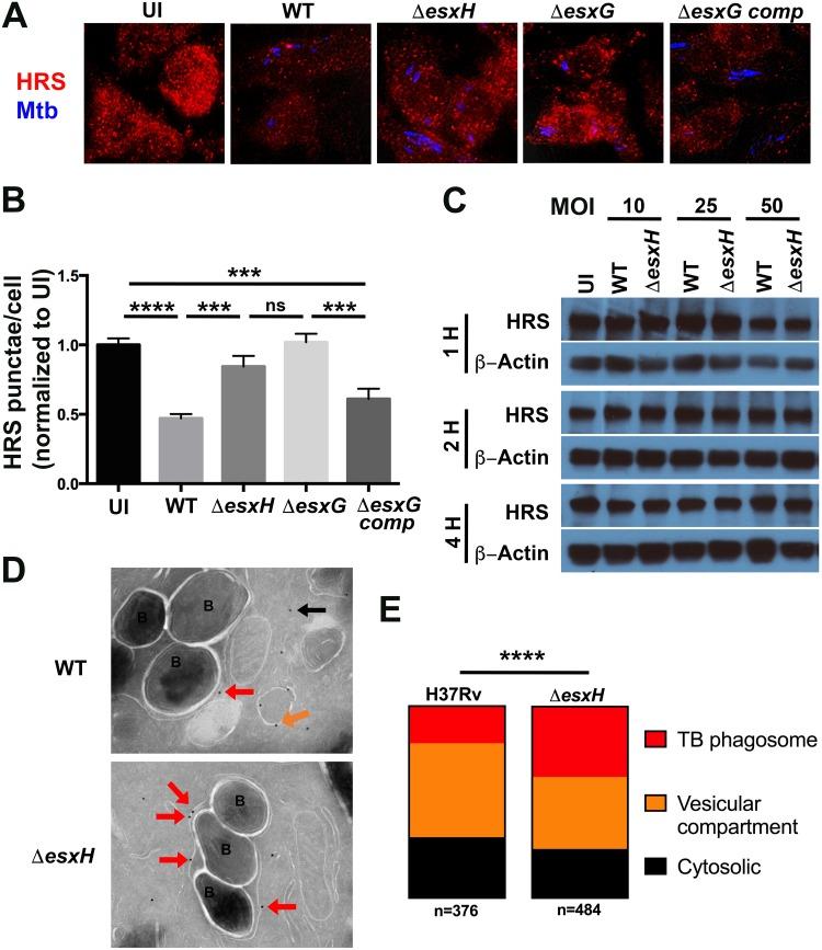 https://cdn.ncbi.nlm.nih.gov/pmc/blobs/784e/6282207/361be10b49f6/mbo0061841900006.jpg