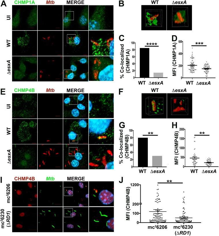https://cdn.ncbi.nlm.nih.gov/pmc/blobs/784e/6282207/a876e01768b7/mbo0061841900001.jpg