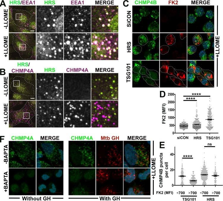 https://cdn.ncbi.nlm.nih.gov/pmc/blobs/784e/6282207/bc4273a47af9/mbo0061841900007.jpg