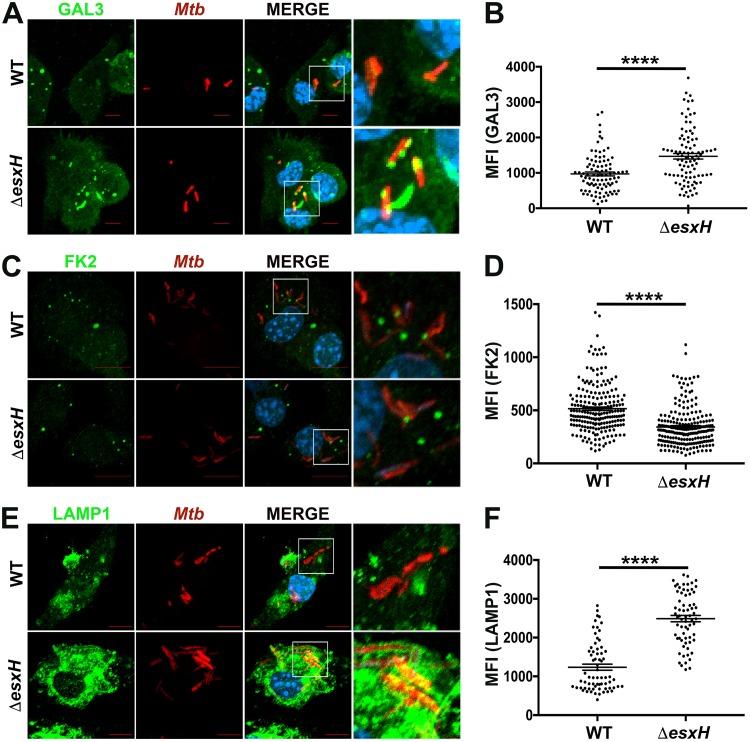 https://cdn.ncbi.nlm.nih.gov/pmc/blobs/784e/6282207/cfc061d672ce/mbo0061841900003.jpg