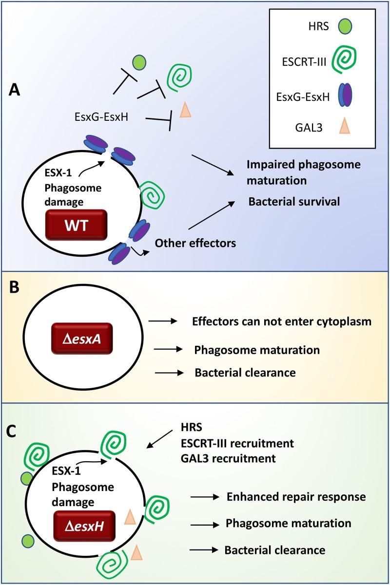 https://cdn.ncbi.nlm.nih.gov/pmc/blobs/784e/6282207/ed7d7ae80b62/mbo0061841900008.jpg