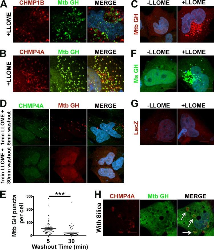 https://cdn.ncbi.nlm.nih.gov/pmc/blobs/784e/6282207/ee70bb2f74b5/mbo0061841900005.jpg