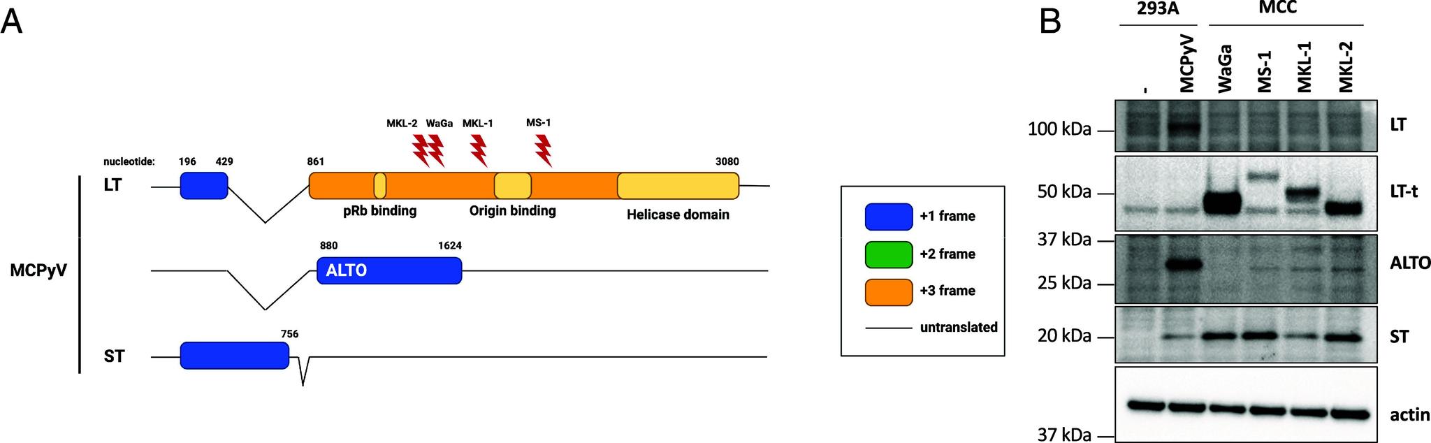 https://cdn.ncbi.nlm.nih.gov/pmc/blobs/7850/11348336/12f6605b18c5/pnas.2403133121fig01.jpg