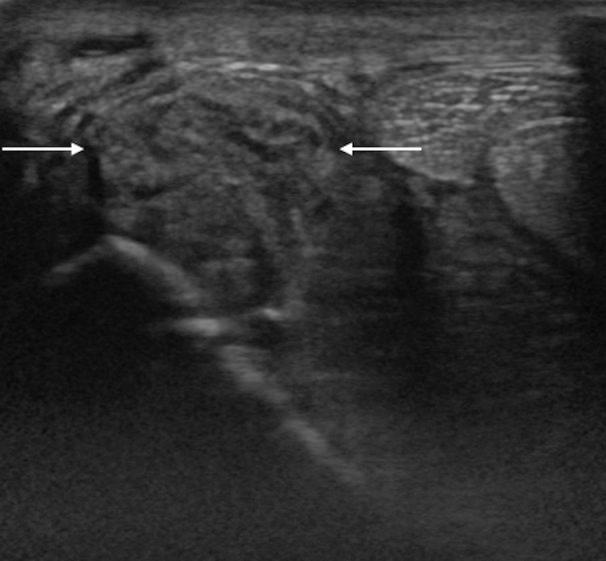 https://cdn.ncbi.nlm.nih.gov/pmc/blobs/7850/5059375/398a1f4fb934/jvms-78-1475-g005.jpg